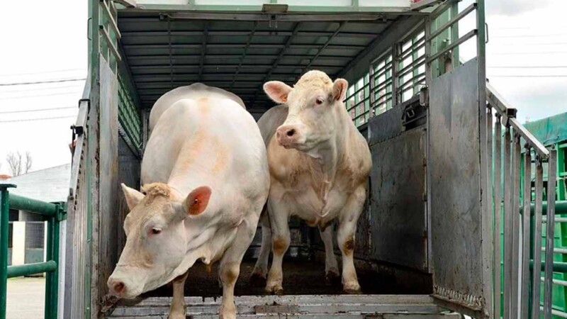 Reabre Estados Unidos su frontera a ganado mexicano