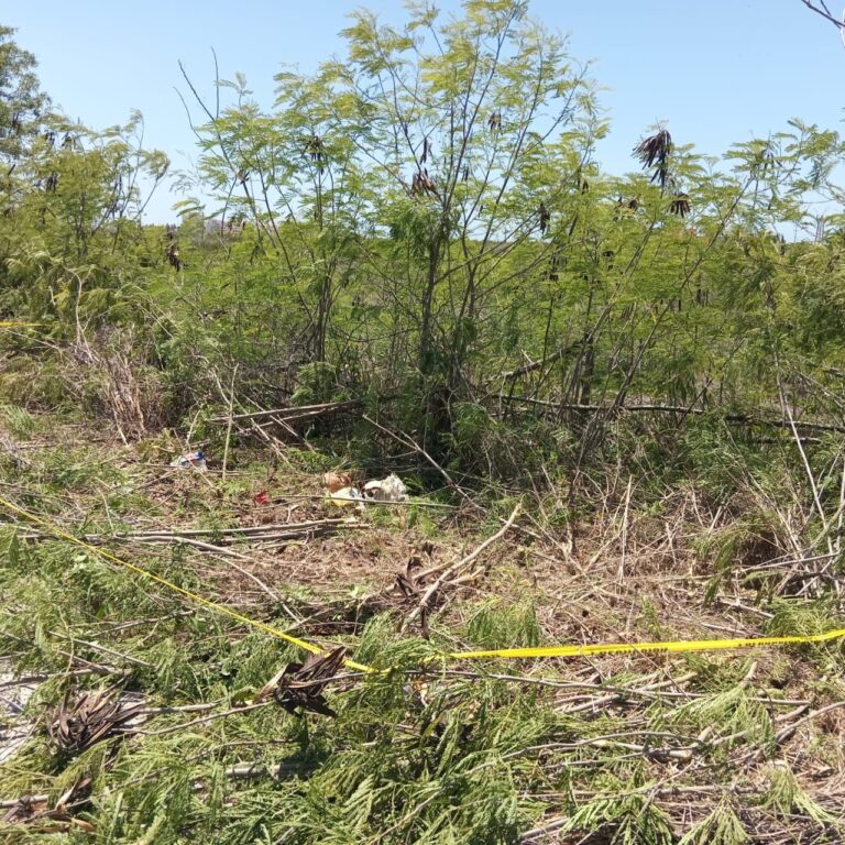 Hallan tres cráneos humanos en la carretera Telchac Puerto-Progreso; las evidencias fueron aseguradas para los estudios correspondientes.