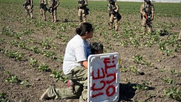 Redadas en viveros de mariguana de California contra migrantes