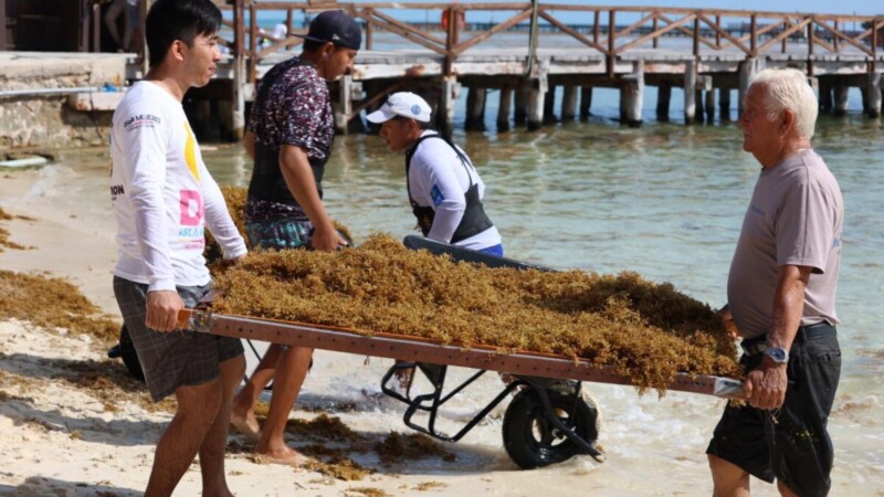 Gobierno de Isla Mujeres atiende oportunamente recale atípico de sargazo en Playa Norte