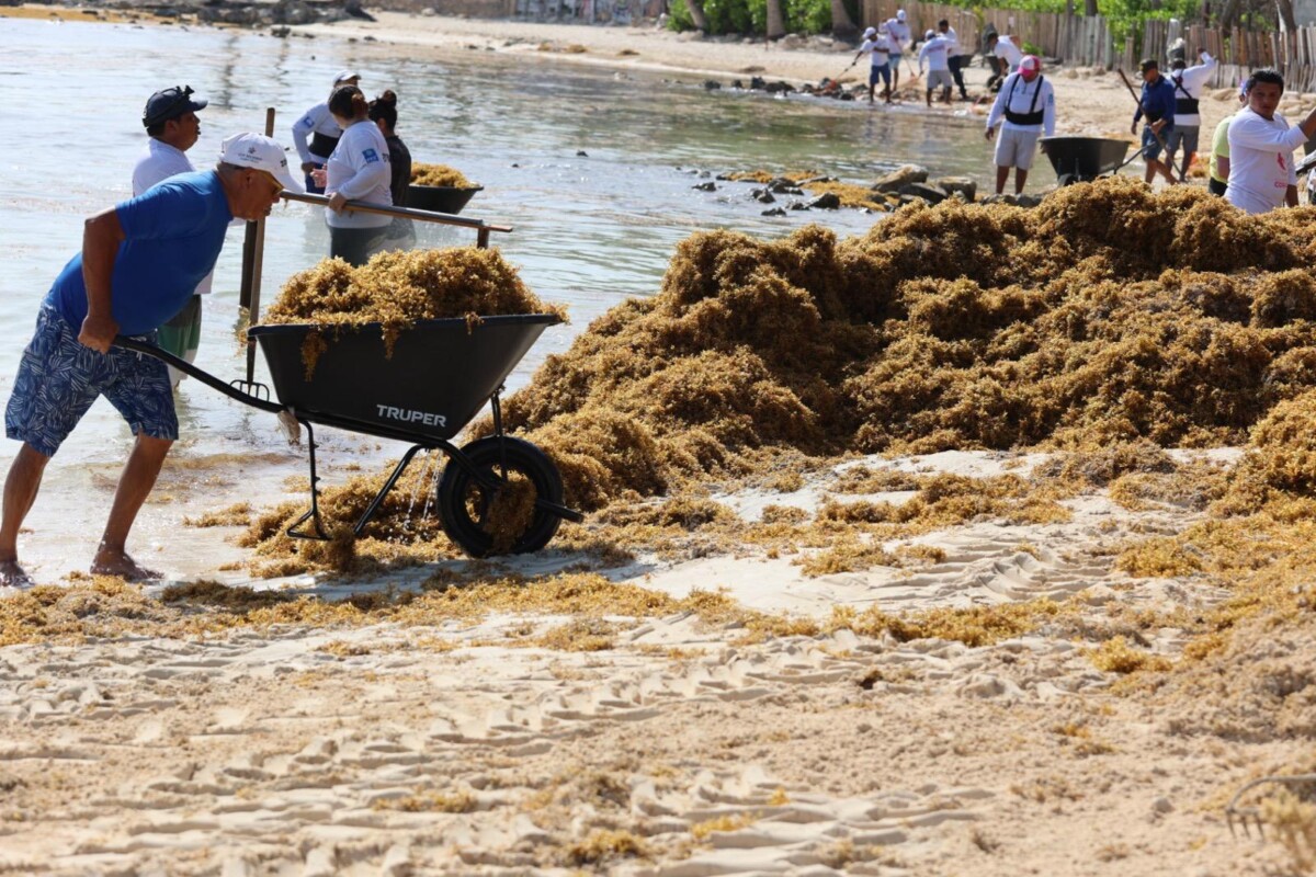 Gobierno de Isla Mujeres atiende oportunamente recale atípico de sargazo en Playa Norte; más de 140 toneladas de algas rribaron a “El Riíto".