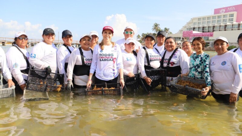 Gobierno de Isla Mujeres responde con rapidez y con la solidaria participación de la comunidad isleña ante recale atípico de sargazo