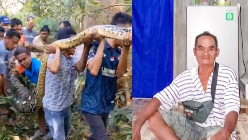 Agricultor es devorado por una pitón gigante de 8.5 metros