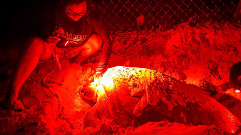 Nacen primeras tortuguitas marinas de la temporada 2025 en Isla Mujeres