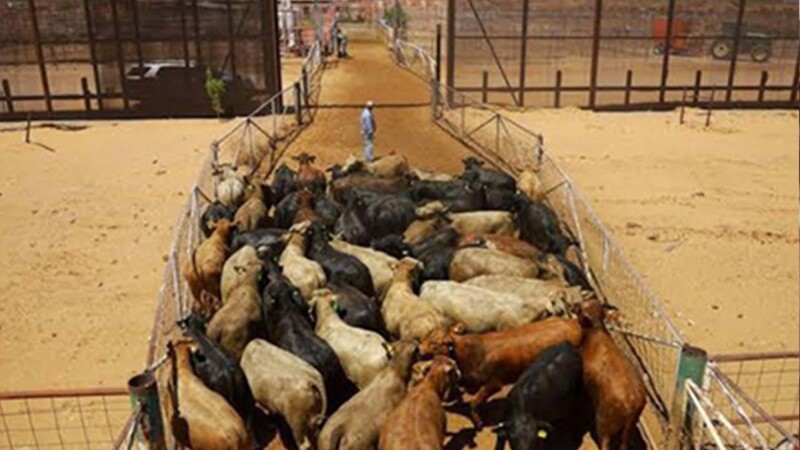 Nuevo cierre de frontera en EE.UU. obliga a ganaderos a vender en México