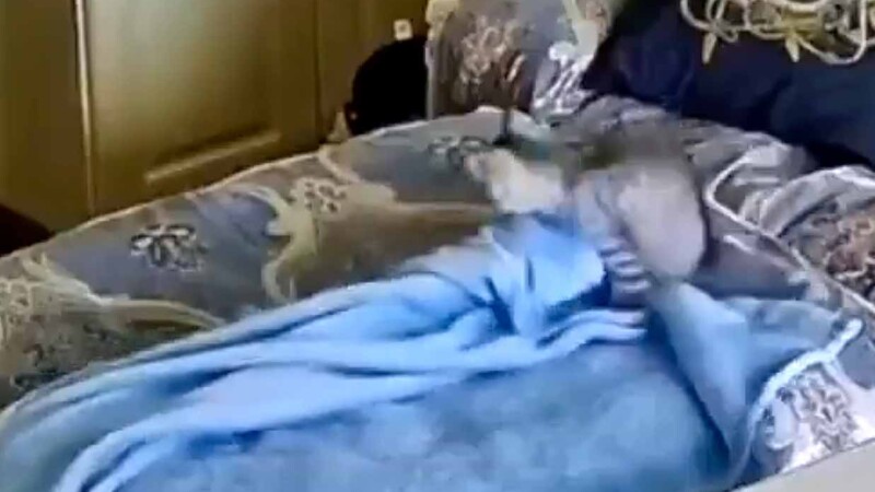 Gatito "tiende" su camita antes de dormir y enamora a millones en redes sociales