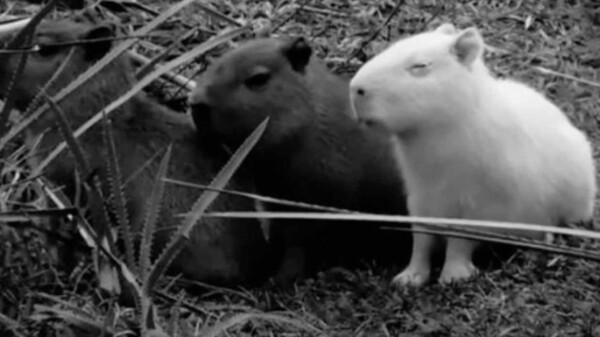 Causa indignación en redes asesinato de capibara albino en Uruguay