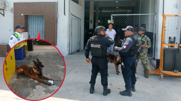 Decomisan droga en empresa de paquetería en Chetumal