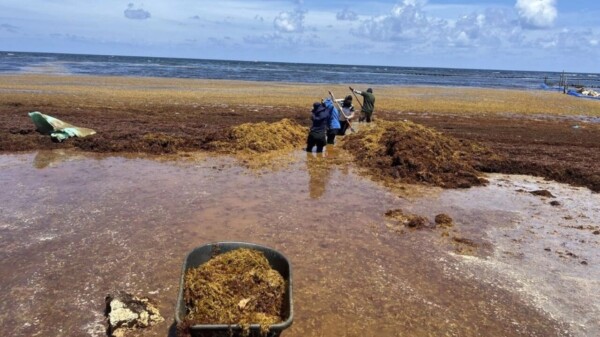 Sargazo rompe récord, 50 millones de tons. métricas