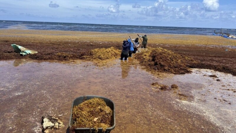 Sargazo rompe récord, 50 millones de tons. métricas