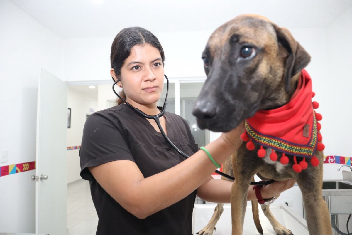 Centro de Bienestar Animal de Isla Mujeres ofrece servicios accesibles para el cuidado y atención de las mascotas de compañía