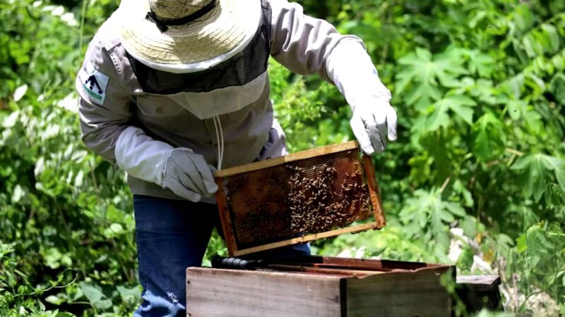 Consolidaremos a la apicultura como fuente de orgullo y bienestar en Puerto Morelos: Blanca Merari