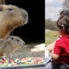 Bebé capibara conquista al público del Bioparque Estrella de Nuevo León