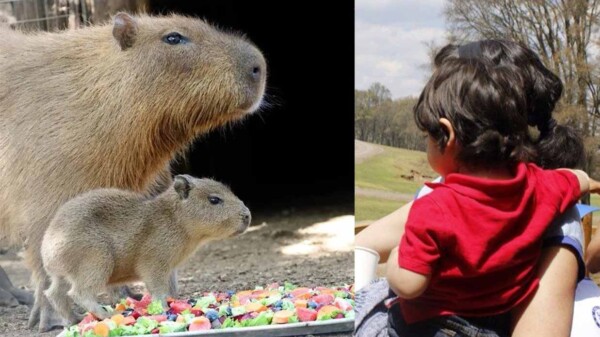 Bebé capibara conquista al público del Bioparque Estrella de Nuevo León