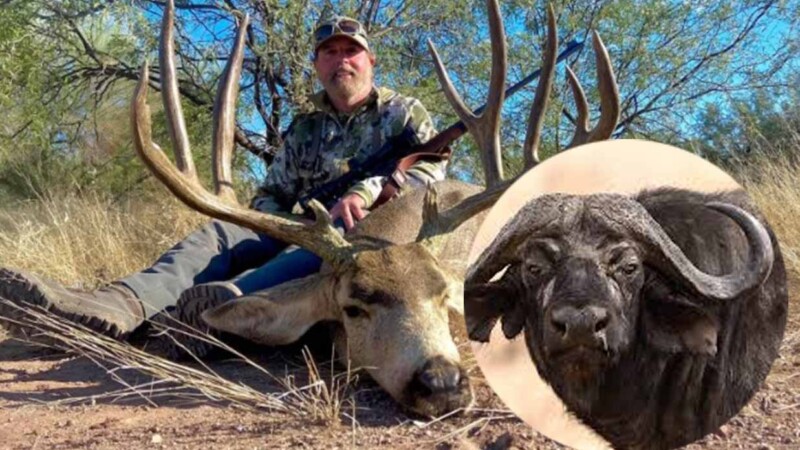 Búfalo caza a millonario cazador texano durante safari en Sudafrica