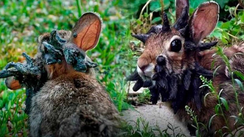 Extraños conejos "mutantes" causan alarma en Estados Unidos