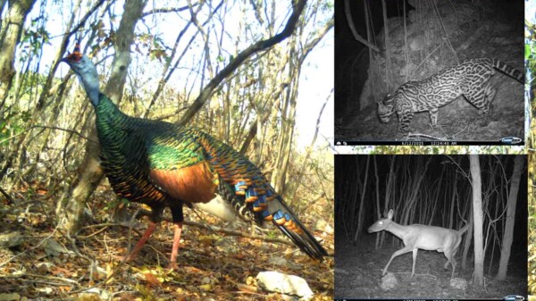 Comunidad Maya de Sanahcat revela riqueza de fauna silvestre con cámaras trampa