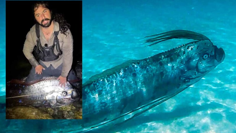 Hallazgo de peces remo en BCS coincide con terremoto en Rusia