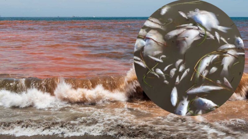 Yucatán emite alerta sanitaria por Marea Roja en tres municipios costeros