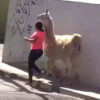 Sorprende mujer paseando a llama sudamericana en Querétaro