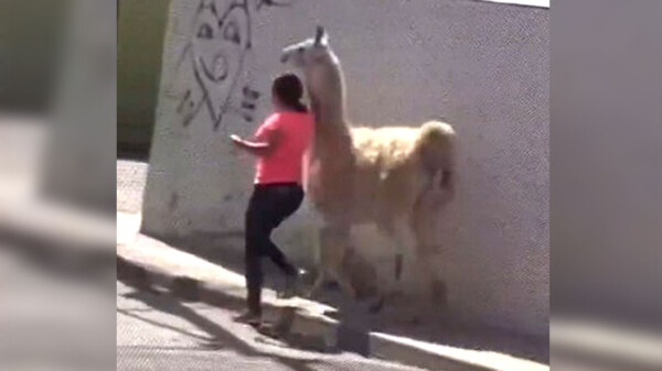 Sorprende mujer paseando a llama sudamericana en Querétaro