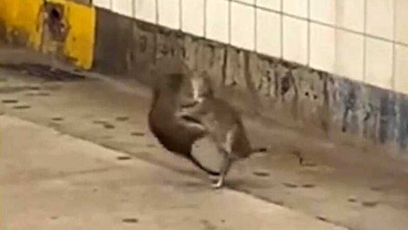 Captan en video violenta pelea de ratas en metro de Nueva York y se vuelve viral