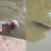 Abuelito desaparece en SLP y lo hallan nadando entre cocodrilos en Tampico (VIDEO)