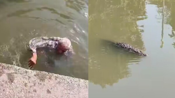 Abuelito desaparece en SLP y lo hallan nadando entre cocodrilos en Tampico (VIDEO)