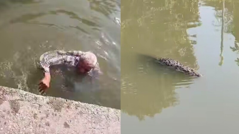 Abuelito desaparece en SLP y lo hallan nadando entre cocodrilos en Tampico (VIDEO)