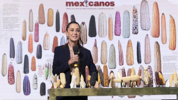 Anuncia Sheinbaum plan para blindar maíz nativo
