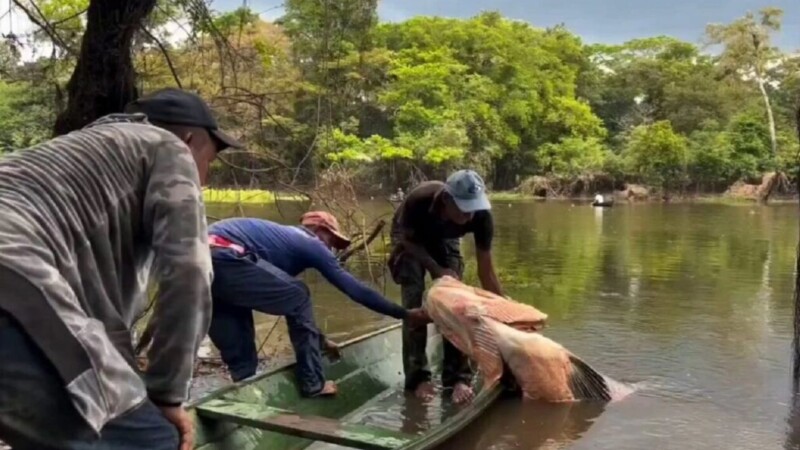 Capturan mítico pez amazónico de 150 kilogramos