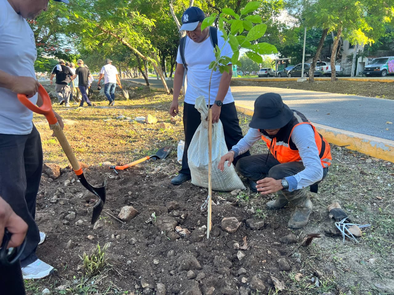 Continúa gobierno de Benito Juárez con programa de arborización en Cancún