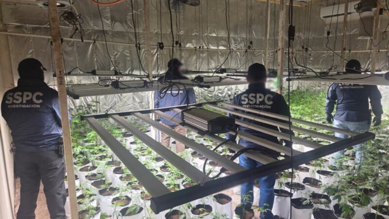 Desmantelan en CDMX red de mariguana de diseño