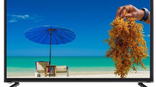 Revolucionaría el sargazo a la próxima generación de las pantallas planas