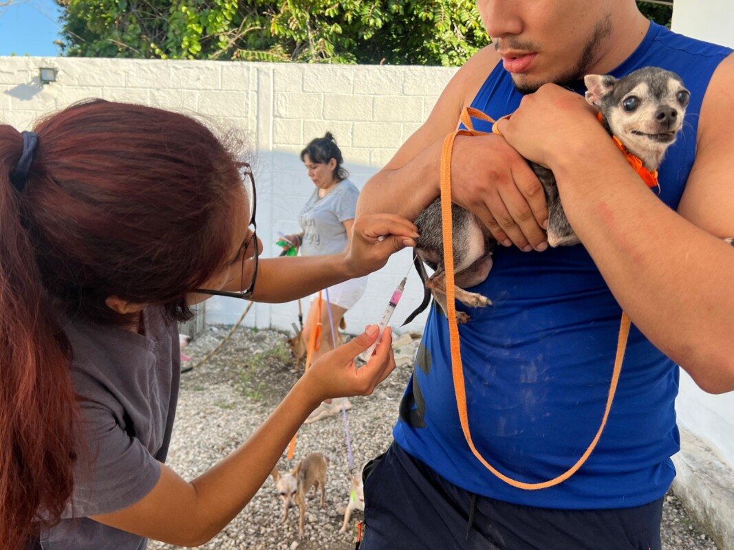 La meta de la Dirección General de Protección y Bienestar Animal es aplicar 2 mil 100 dosis entre el 28 de septiembre y el 3 de octubre.