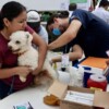 Continúa la vacunación antirrábica en Puerto Morelos