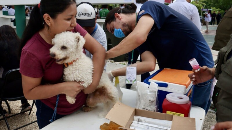 Continúa la vacunación antirrábica en Puerto Morelos
