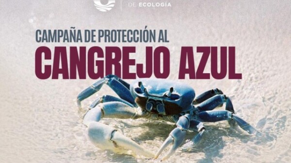 GOBIERNO DE BJ INVITA A CUIDAR DEL CANGREJO AZUL