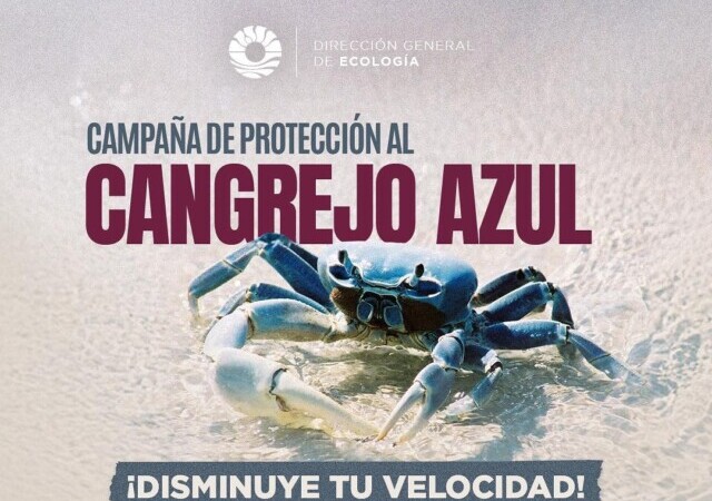 GOBIERNO DE BJ INVITA A CUIDAR DEL CANGREJO AZUL