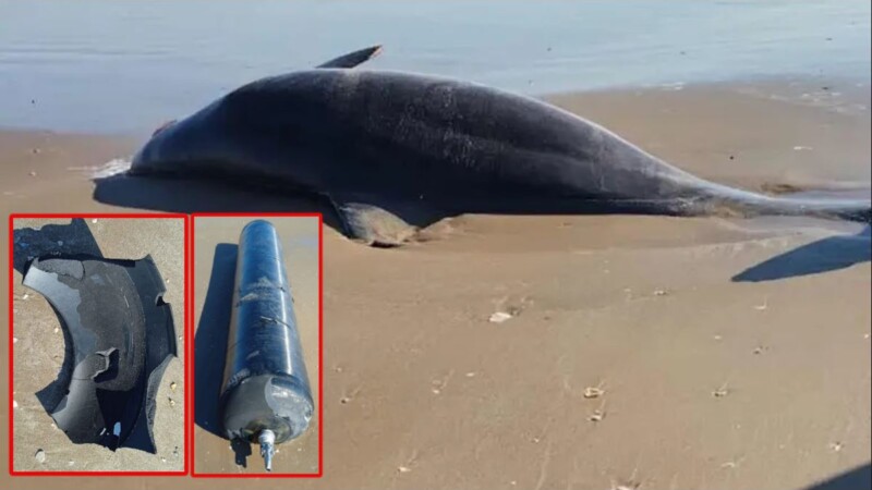 Delfines muertos y basura espacial en Tamaulipas, tras lanzamiento de cohete de SpaceX