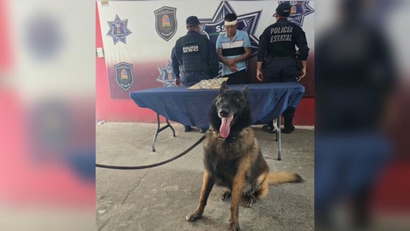 Binomio canino detecta a sujeto con enervantes en la Supermanzana 23 de Cancún
