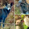 Avistan inusuales perros azules en zona exclusiva de Chernóbil