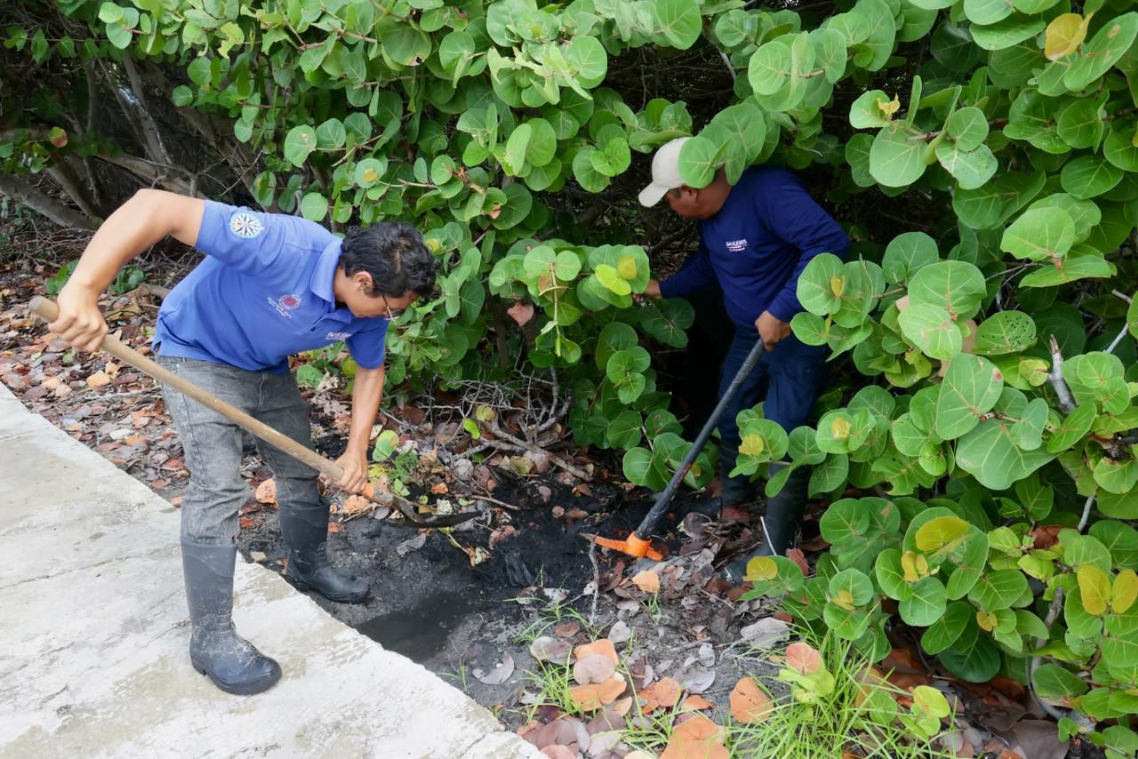 Incluyen el rechequeo de los programas de descacharrización, la limpieza y desazolve del drenaje pluvial, así como la poda de árboles y ramas.