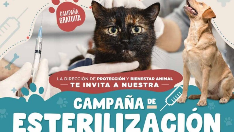 Impulsa Ana Paty Peralta campaña gratuita de esterilización canina y felina