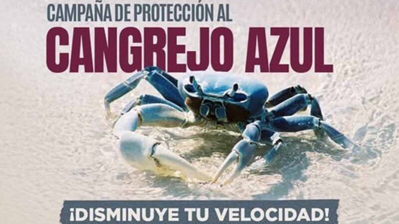 Realiza gobierno de BJ fecha de campaña para cuidado de Cangrejo Azul