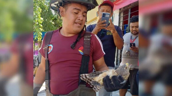 Bomberos de Cancún rescatan y liberan halcón mexicano