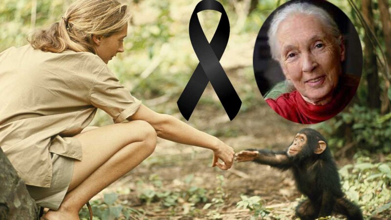 El mundo está de luto: fallece Jane Goodall,defensora de los chimpancés