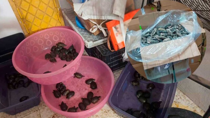 FGR propina golpe a traficantes de especies protegidas