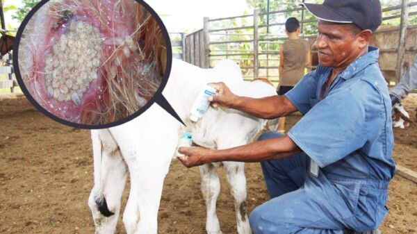 Aún no hay fecha para reabrir la frontera con EU: Sheinbaum