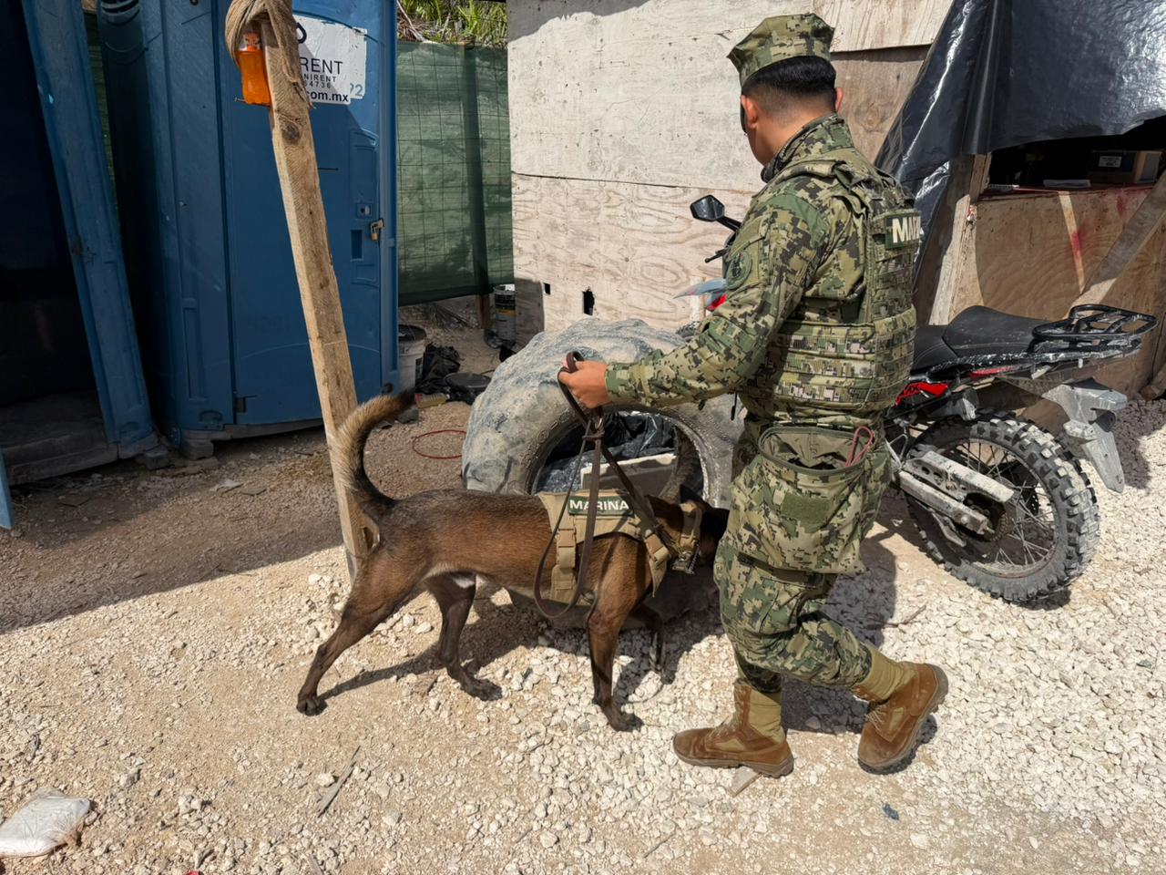 Inspeccionan obras en Zona Hotelera de Cancún para inhibir delitos; la medida se llevó a cabo con el apoyo de binomio canino.